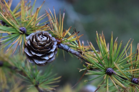 Pine cones
